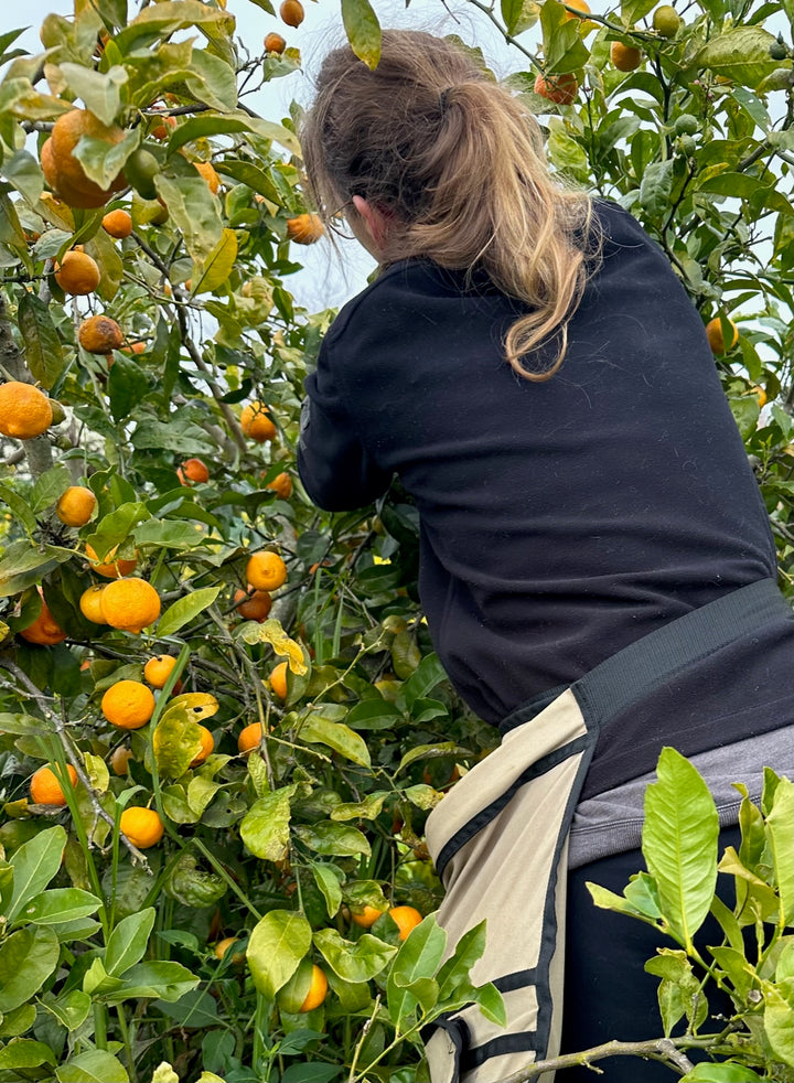 Rangpur Limes at Six Acres Farm in Taranaki