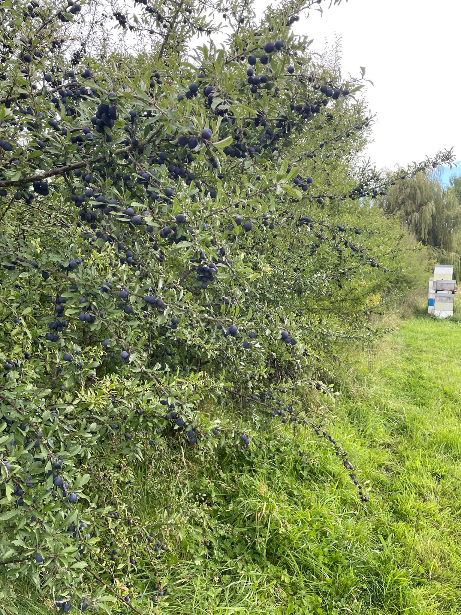 The 2026 sloe harvest at Humdinger's Canterbury orchard