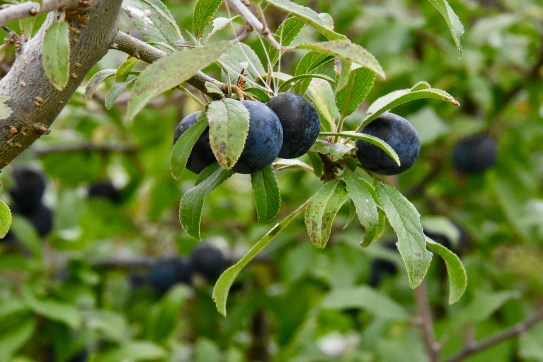 Hand-picked sloe berries for Humdinger Sloe Gin