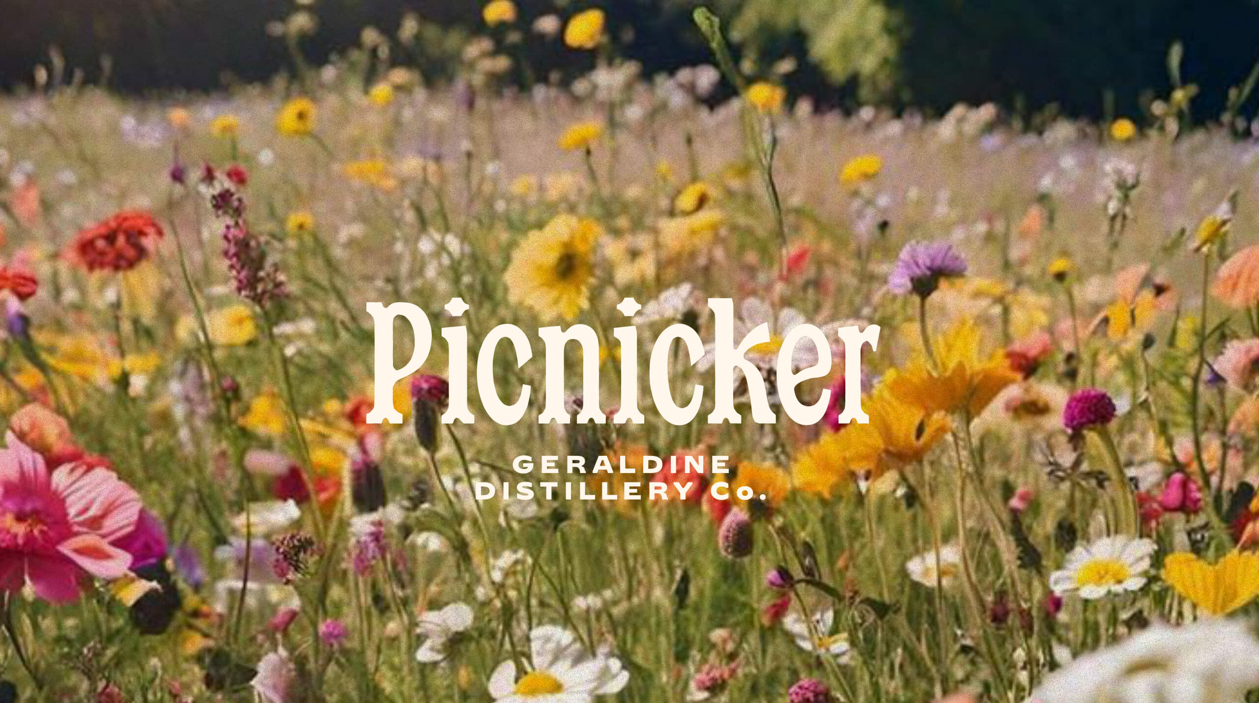 Picnicker fruit cups — Geraldine Distillery, in a summer wildflower meadow